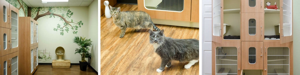 luxury cat boarding in Houston, Texas