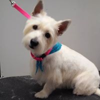 grooming pic