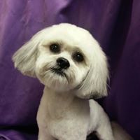 grooming pic