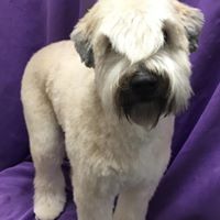 grooming pic