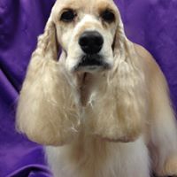 grooming pic