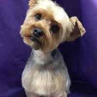 grooming pic
