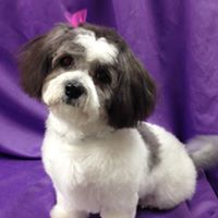 grooming pic