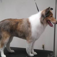 grooming pic